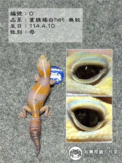 編號O