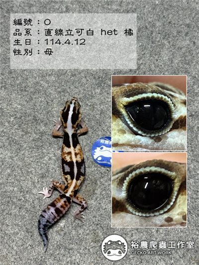 編號O