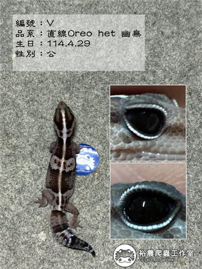 編號V