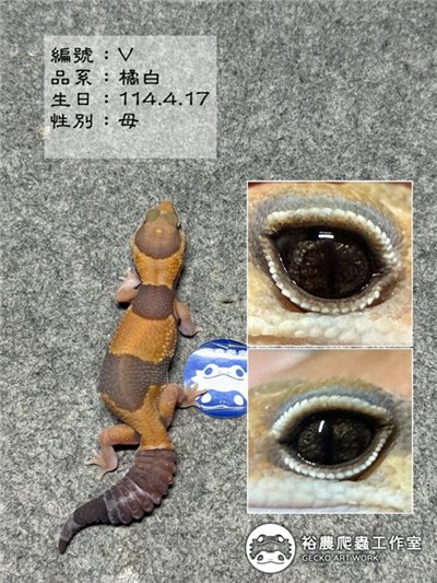 編號V