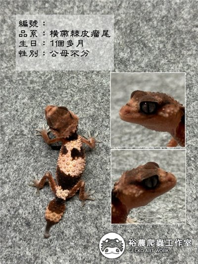 橫帶棘皮瘤尾