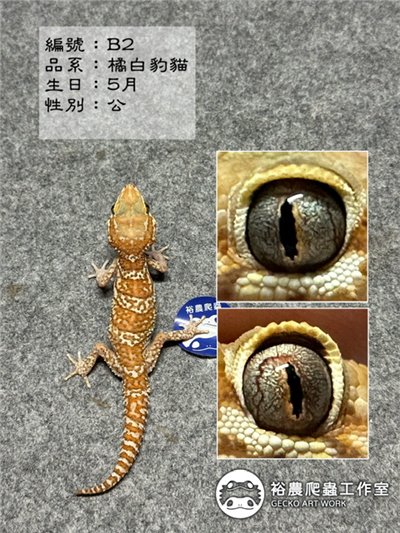 編號B2