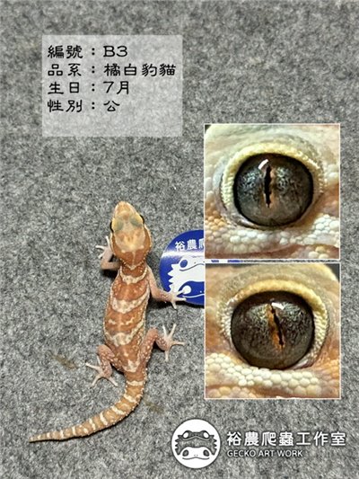 編號B3