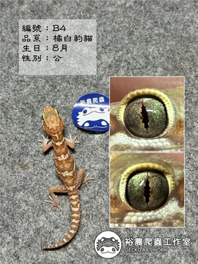 編號B4