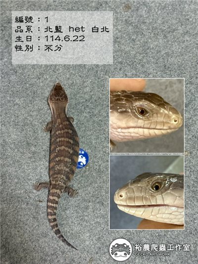 北部藍舌蜥編號1