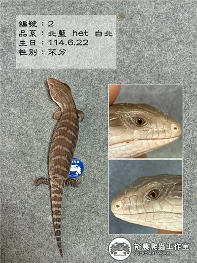 北部藍舌蜥編號2