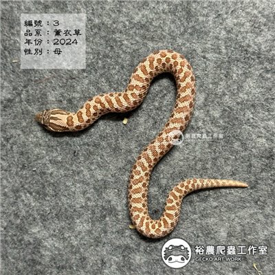 編號3