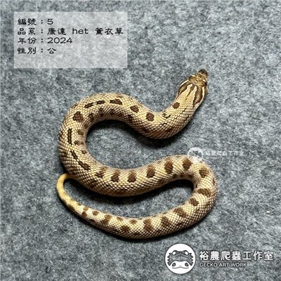 編號5