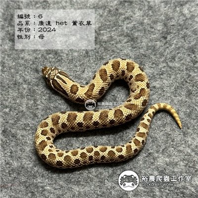 編號6