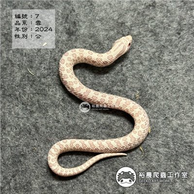 編號7