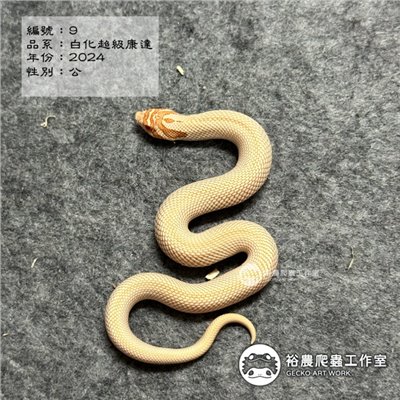 編號9
