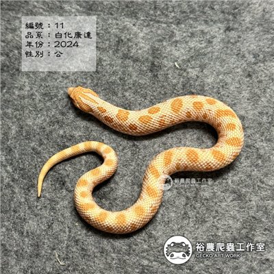 編號11