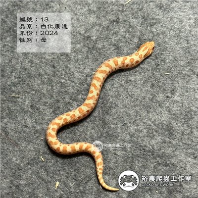 編號13