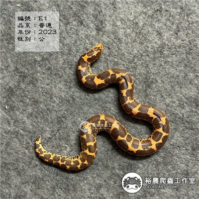 編號E1
