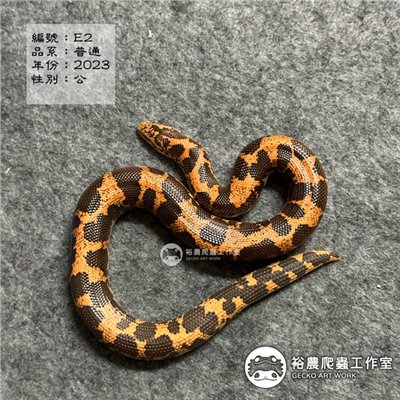 編號E2