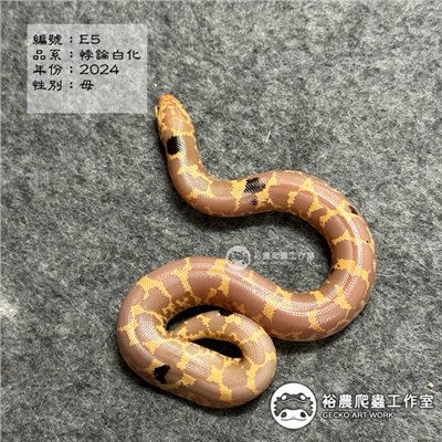 編號E5