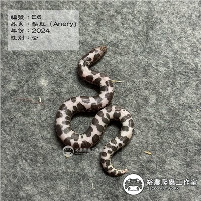 編號E6