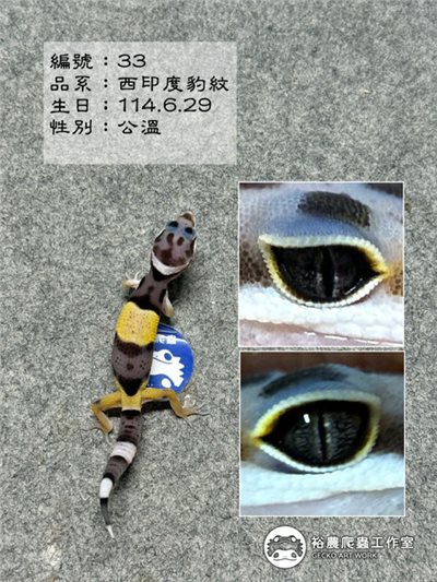 編號33西印度豹紋守宮