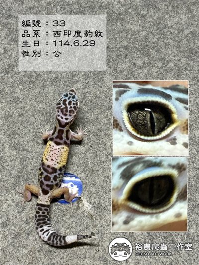 編號33西印度豹紋守宮