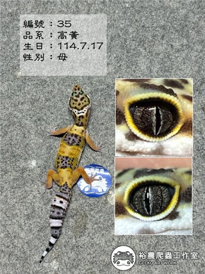 豹紋守宮編號35