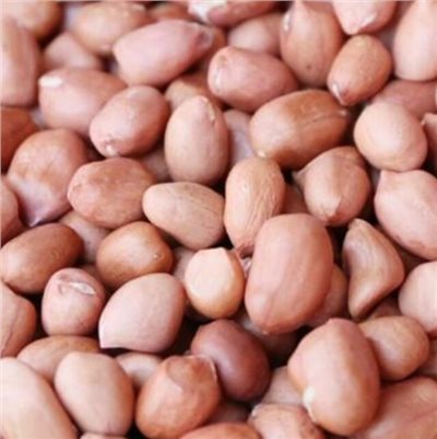 生花生(落花生)
