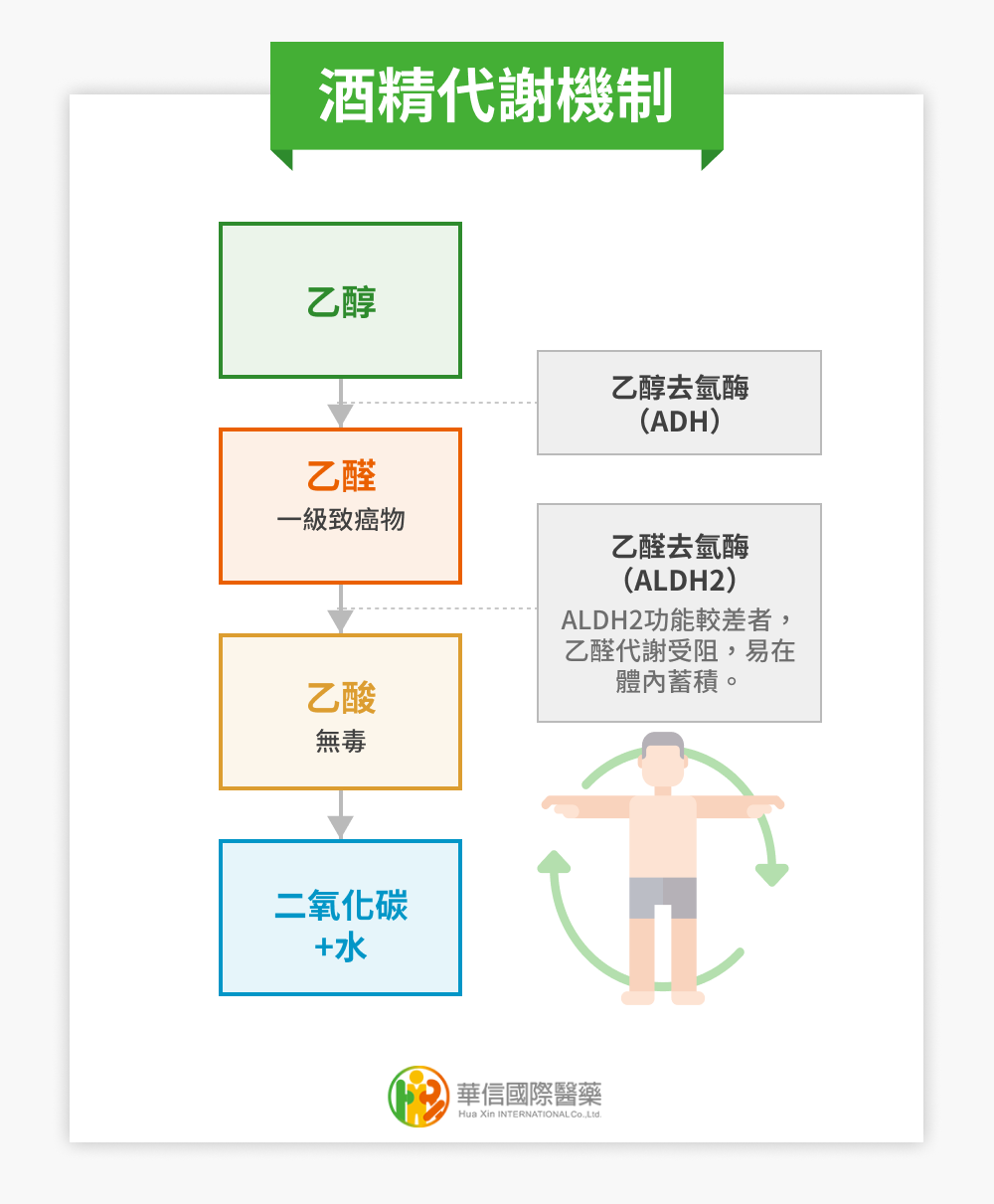 酒精代謝機制