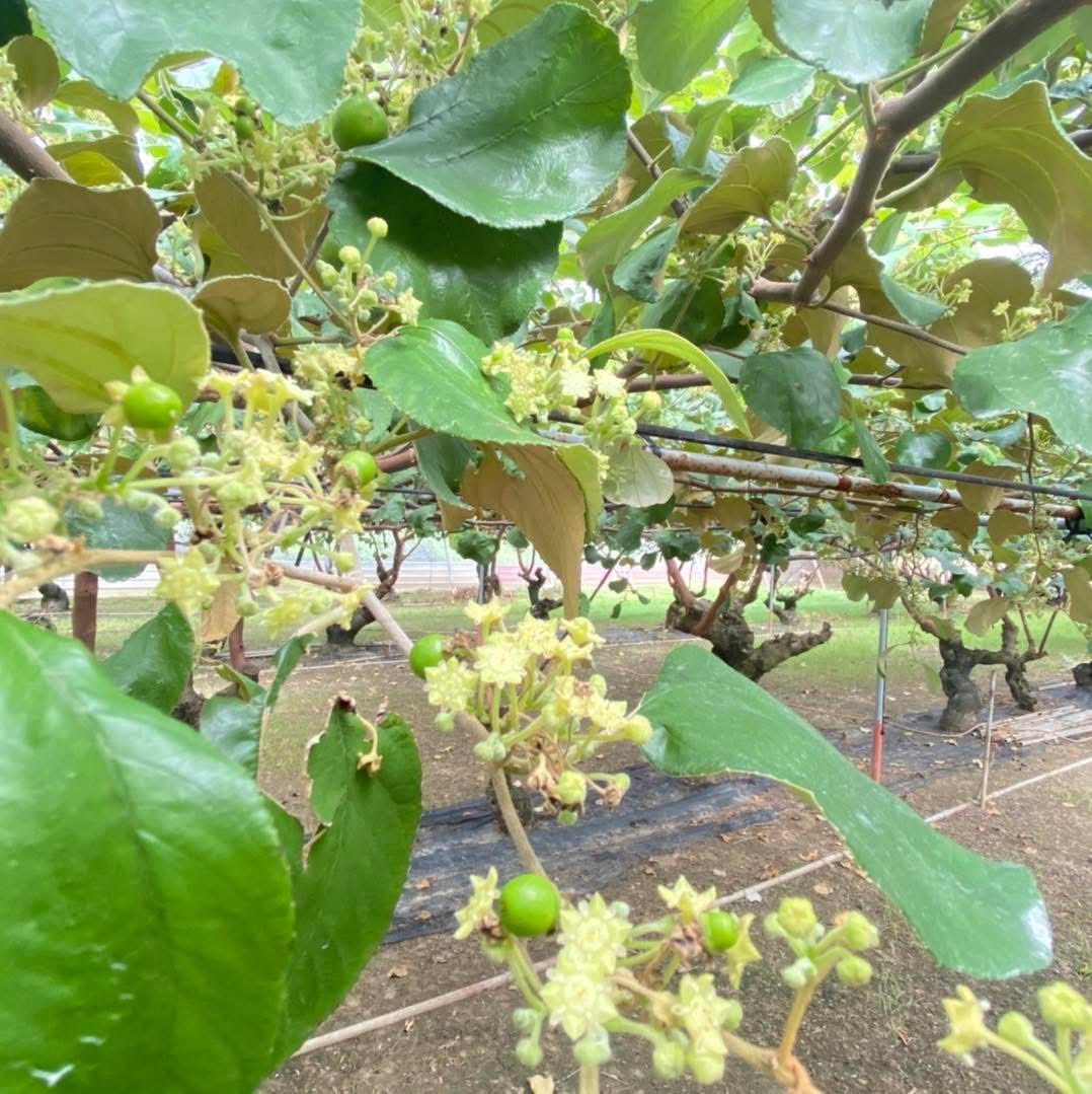 蜜棗蜂蜜圖1