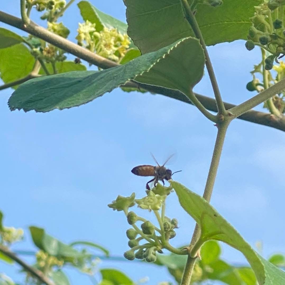 蜜棗蜂蜜圖2